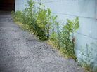 Weeds growing between pavement and wall. Weeds growing between pavement and wall.